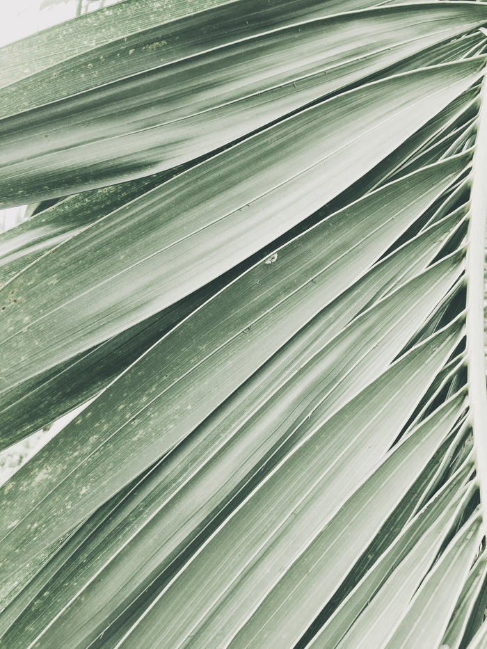 Six Stunning Ways to Incorporate a Tropical Theme in your Home - dashleigh